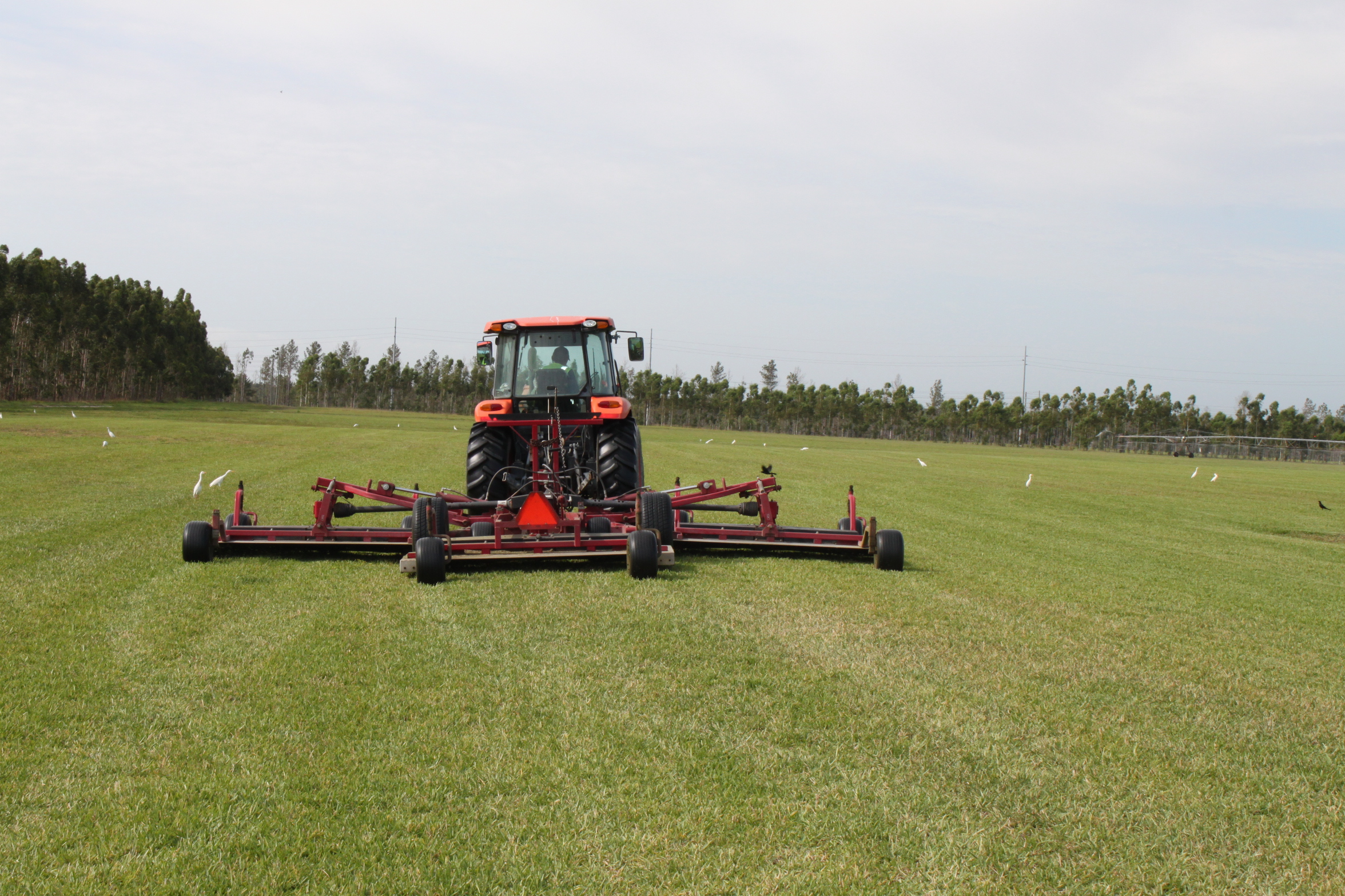 Sod Lake Wales FL